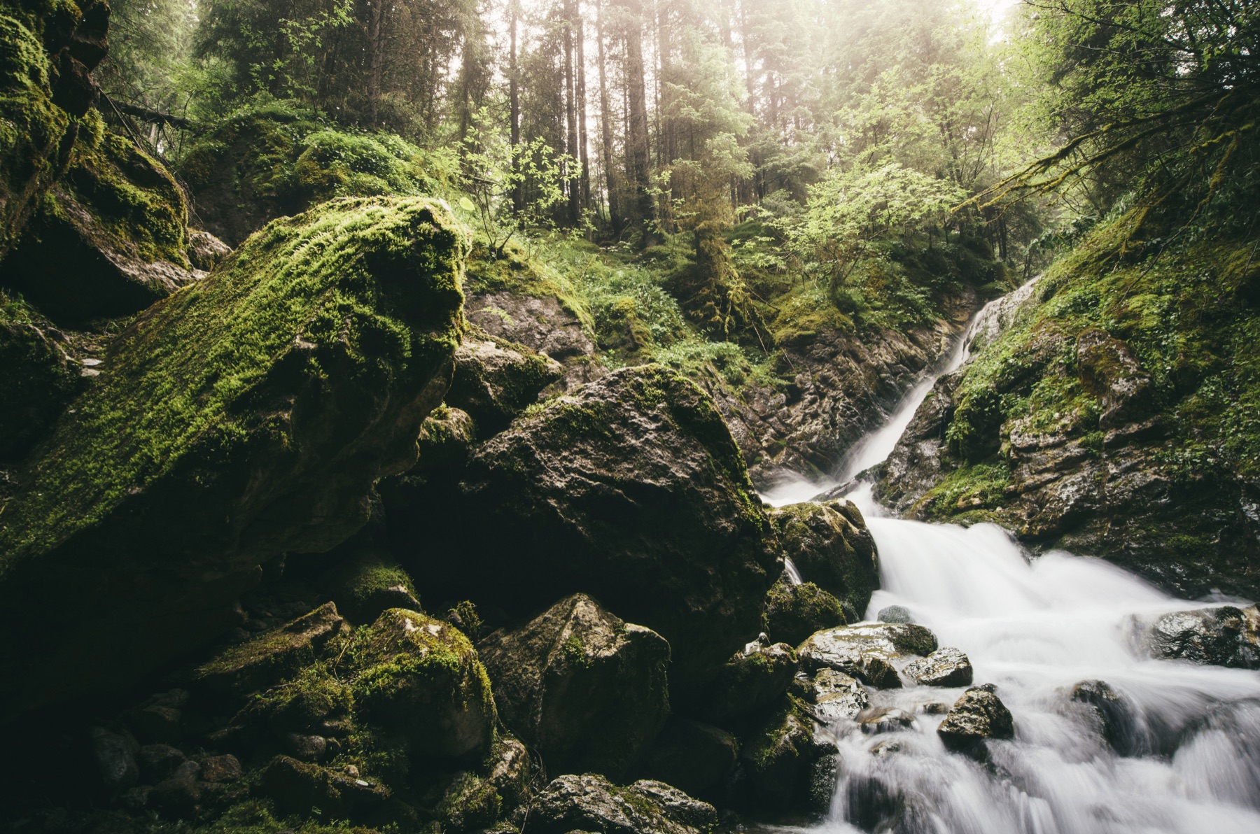 Green forest stream representing natural wellness